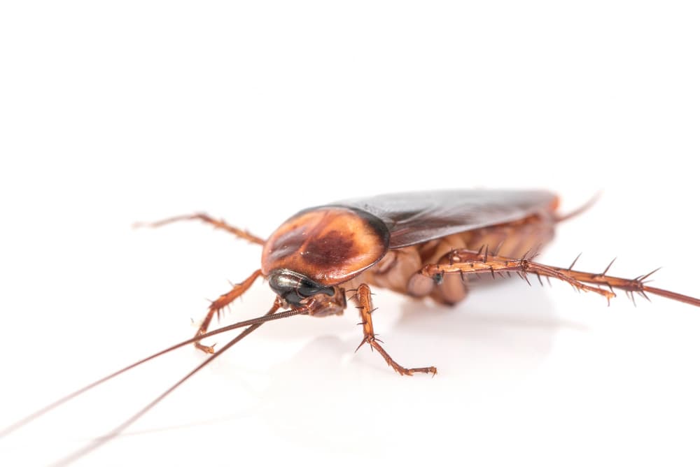 Cockroach Control image 1