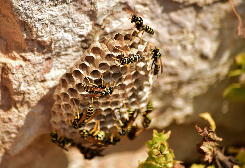 Wasp and Hornet Control image 2